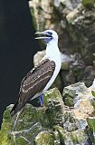 Peruvian Booby